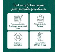 BOTANIC®-Vigne Alphonse Lavallee. Le pot de 2 litres