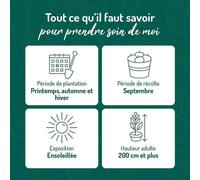 BOTANIC®-Vigne Catarratto Bio. Le pot de 6 litres