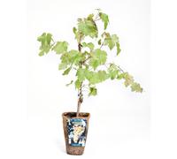 BOTANIC®-Vigne Chasselas Dore. Le pot de 2 litres