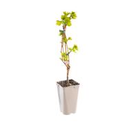 BOTANIC®-Vigne Exalta. Le pot de 2 litres