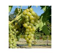 BOTANIC®-Vigne Muscat Blanc Bristaler Bio. Le pot de 5 litres