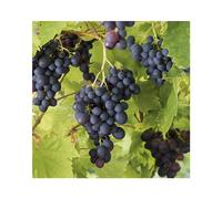 BOTANIC®-Vigne Muscat Bleu Bio. Le pot de 5 litres