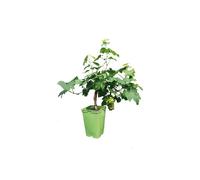 BOTANIC®-Vigne Muscat D'Alexandrie Bio. Le pot de 6 litres