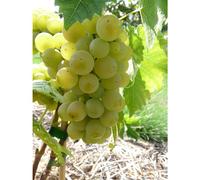 BOTANIC®-Vigne Serval Blanc. Le pot de 5 litres