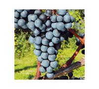 BOTANIC®-Vigne 'Venus' Bio. Le pot de 5 litres