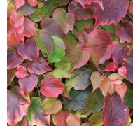 BOTANIC®-Vigne vierge VEITCHII ROBUSTA GREFFE. Le pot de 1,3 litres