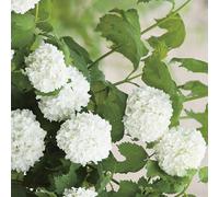 BOTANIC®-Viorne Boule de neige Roseum blanc. Le pot de 7 litres