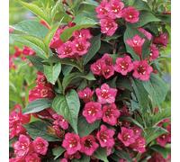 BOTANIC®-Weigela Bristol Ruby rouge. Le pot de 3 litres