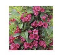 BOTANIC®-Weigela Bristol Ruby rouge. Le pot de 7 litres