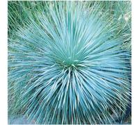 BOTANIC®-Yucca bleu Sapphire Skies. Le pot de 4 litres