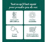 BOTANIC®-Yucca filifera vert. Le pot de 15 litres