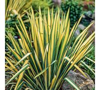 BOTANIC®-Yucca 'Golden Sword' - Le pot de 4 litres