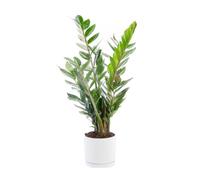 BOTANIC®-Zamioculcas vert en pot blanc émaillé botanic. Le pot diamètre 15 cm