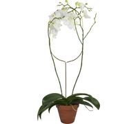 Botanopia Support pour Plantes - Arch
