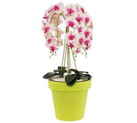 botle Grand pot de fleurs - 40 cm x 36,1 cm - Vert citron vert - Couvercle rond - Classique et lisse - Mat