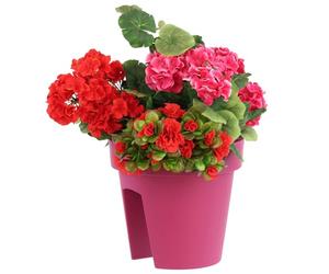 botle Jardinière de Balcon Ovale - 24,5 cm - 5 l - Fuchsia