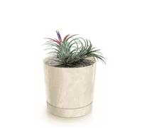 Botle Pot De Fleur Rond Creme En Plastique Beton Effect Cache Pot 19,6 Cm Decoratif Bac A Plantes Avec Soucoupe Fleurs Multicolore