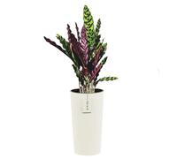 botle Pot de fleurs, rond, diamètre : 30 cm, hauteur : 57,5 cm, couleur : blanc, motif à rayures, rainures verticales, surface mate, en plastique, glamour moderne, forme cylindrique, cadeau décoration
