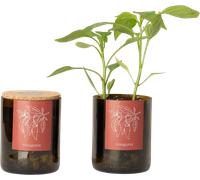 Bottle Garden Piment - 1 pcs