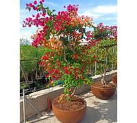 Bougainvillier multicolor 50 l 180-200 cm