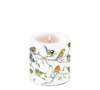 bougie oiseau rencontre