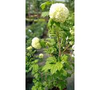 Boule à neige remplie Viburnum opulus Roseum véritable boule de neige 30-40 cm