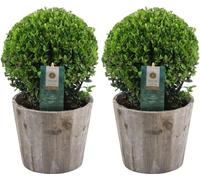 Boule de houx | 2x Ilex crenata 'Jenny' boule dans un pot en bois | set de 2 pièces | 20 cm Ø diamètre | Buis | Plantes | Plantes de jardin