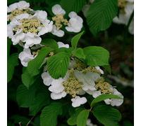 Boule de neige du Japon - Viburnum Plicatum Tomentosum - 60-80 cm en conteneur