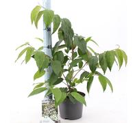 Boule de neige japonaise 'Kilimandjaro' 50-70 cm - Viburnum plicatum Kilimandjaro - Plante de jardin