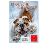Bouledogue anglais - un doux compagnon, Version française (Calendrier mural 2026 DIN A4 portrait), Calendrier CALVENDO mensuel