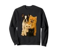 Bouledogue français de Poméranie Exotique à Poil Court Munchkin Chat Sweatshirt
