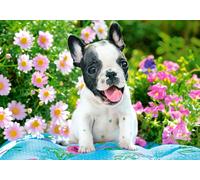 Bouledogue Français - Puzzle 500 Pièces
