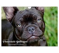 Bouledogues français - des anges gardiens à 4 pattes, Version française (Calendrier mural 2026 DIN A4 portrait), Calendrier CALVENDO mensuel