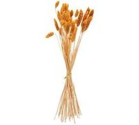 bouquet de 50 phalaris séchés 60cm moutarde - artifetes 90838 Jaune G