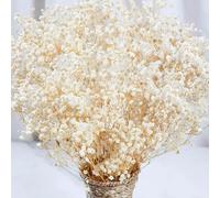 Bouquet de 6 000 fleurs séchées blanches ivoire - 43 cm - Branches naturelles de gypsophile pour remplir des vases, centres de table, décoration de mariage