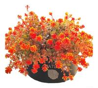 Bouquet de fleurs en plastique Eucalyptus Camélia Marguerite | 7 têtes par tige, détails réalistes d'eucalyptus et de camélia, couleurs d'automne chaudes, aspect naturel
