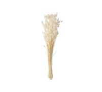 Bouquet de Fleurs Queue de Lièvre 86cm Ecru