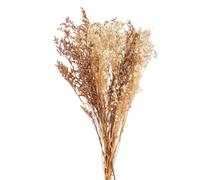 Bouquet de fleurs séchées blanches 15x75x6cm Beige