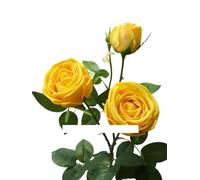 Bouquet de Fleurs séchées Exotiques Magnifiquement décorée Tige de Rose avec Bourgeon, Bouquet Artificiel de la Branche de 5 PCS, adapté aux fêtes de Mariage, Arrangement de décoration Florale (Pas