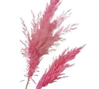 Bouquet De Fleurs Sechees Lot de 5 Grandes Fleurs de Pampa teintées en Roseau Noir for décoration de Salon, Magasin, Salle de réunion Pampa Herbe(Pink)