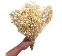 Bouquet De Gypsophile Séché 100g, longure 45cm