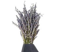 Bouquet de lavande : grappes de lavande séchées pures, fleurs de lavande aromatiques | Fleurs de lavande délicatement préservées qui expriment de l'affection pour la maison, le lieu de travail, les