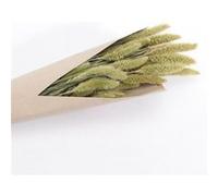 Chaks - Bouquet Fleurs SÉCHÉES SETARIA 74CM Vert