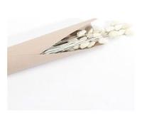 bouquet phalaris séchés misty 64cm blanc - chaks 11905-00 Blanc G
