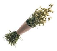 Chaks - Bouquet PHALARIS SÉCHÉS Naturel 70CM 130G Vert