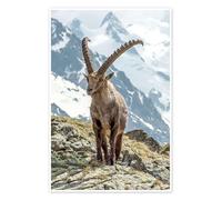 Bouquetin des Alpes I Poster de Olaf Protze 70 x 100 cm Tableaux Décoration murale