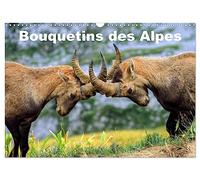 Bouquetins des Alpes (Calendrier mural 2026 DIN A3 vertical), CALVENDO calendrier mensuel: Plans rapprochés et portrait de bouquetins des Alpes