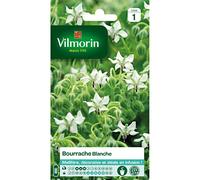 Vilmorin - Sachet graines Bourrache Blanche