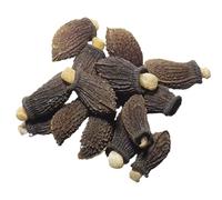 Bourrache Blanche Bio - Borago Officinalis Alba (Engrais Vert) SEM03