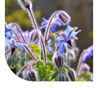 Bourrache (Borago officinalis) - 250.000 graines - Magnifiques fleurs bleues - Très attractives pour les abeilles et les bourdons - Facile à semer